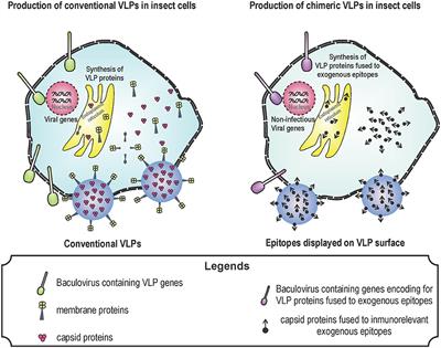 Interaction Between Virus-Like Particles (VLPs) and Pattern Recognition Receptors (PRRs) From Dendritic Cells (DCs): Toward Better Engineering of VLPs